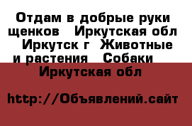 Отдам в добрые руки щенков - Иркутская обл., Иркутск г. Животные и растения » Собаки   . Иркутская обл.